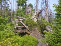 009 waldwildnis